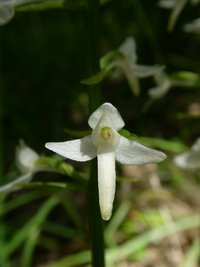 Kétlevelű sarkvirág - Platanthera bifolia (2)