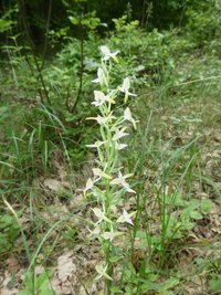 Kétlevelű sarkvirág - Platanthera bifolia (3)